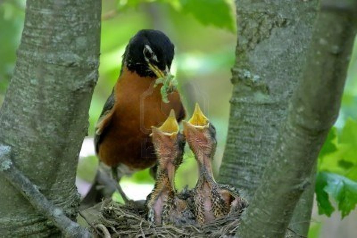 a-mother-effen-robin-feeding-two-baby-ro